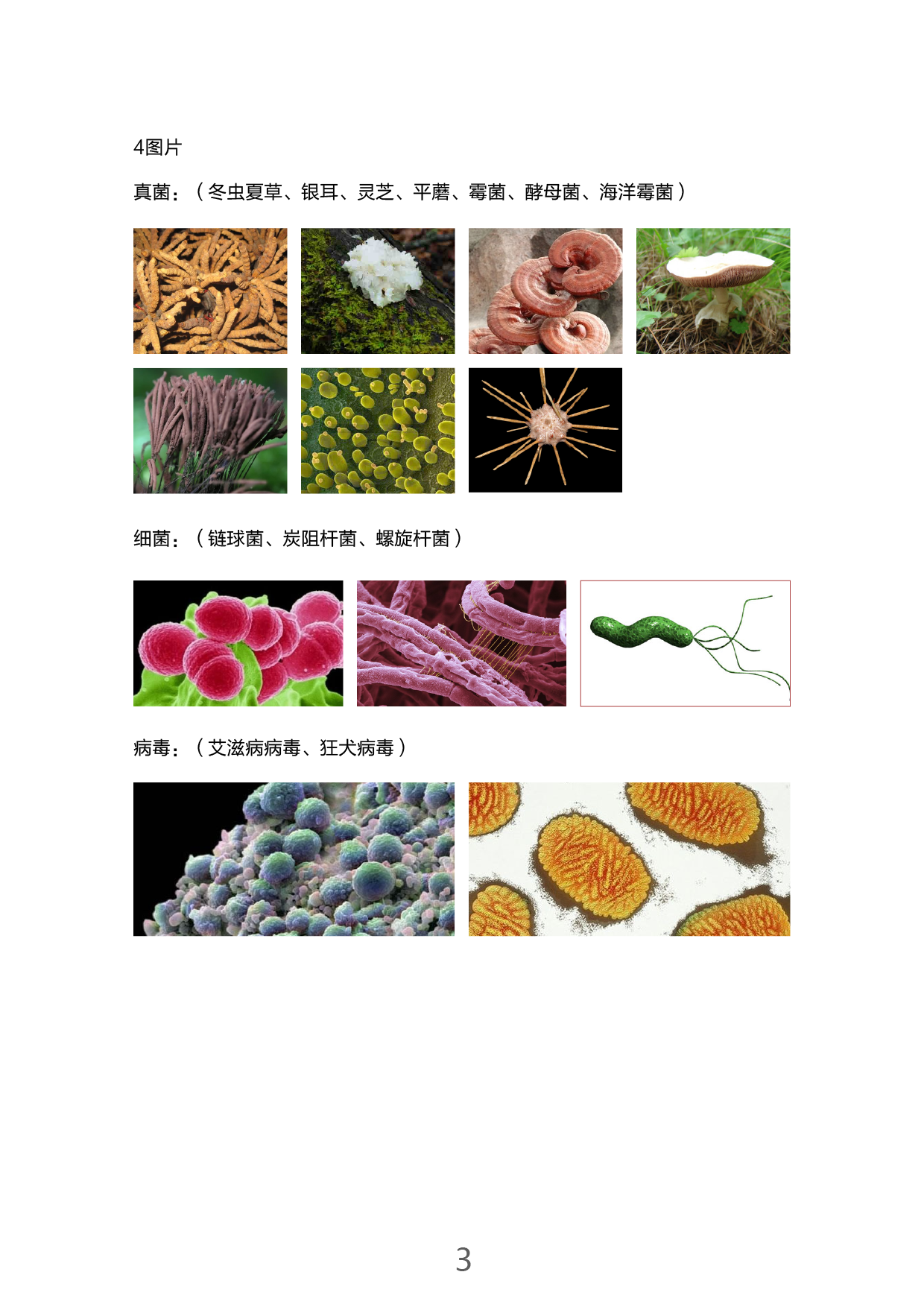 显微镜微生物细胞科学教学演示 科学资源包详情图15