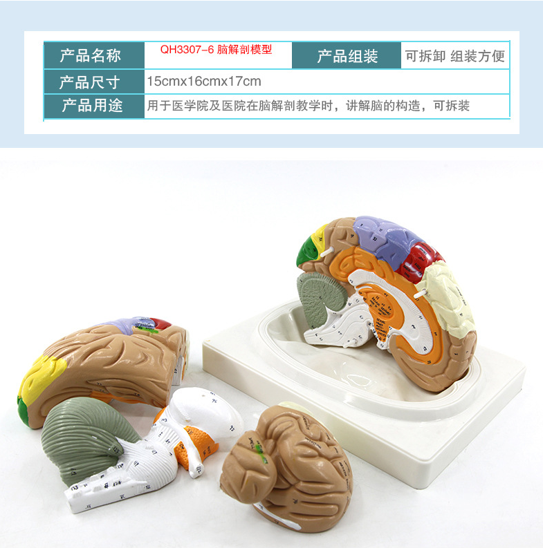 青华脑解剖模型自然大 脑生物教学演示科教仪器沟裂叶回 小脑蚓 小脑半脑 小脑上动脉 小脑下动脉详情18