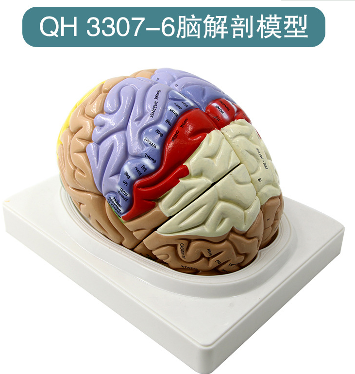 青华脑解剖模型自然大 脑生物教学演示科教仪器沟裂叶回 小脑蚓 小脑半脑 小脑上动脉 小脑下动脉详情16