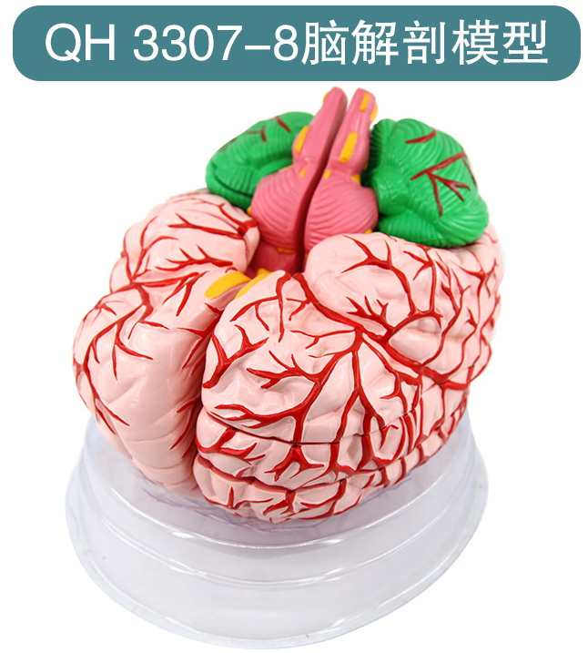 青华脑解剖模型自然大 脑生物教学演示科教仪器沟裂叶回 小脑蚓 小脑半脑 小脑上动脉 小脑下动脉详情19