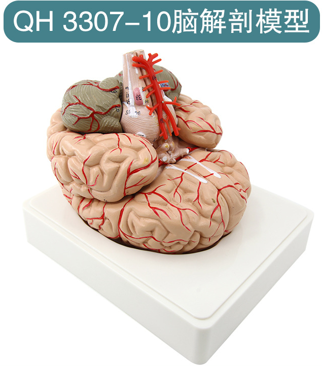 青华脑解剖模型自然大 脑生物教学演示科教仪器沟裂叶回 小脑蚓 小脑半脑 小脑上动脉 小脑下动脉详情20