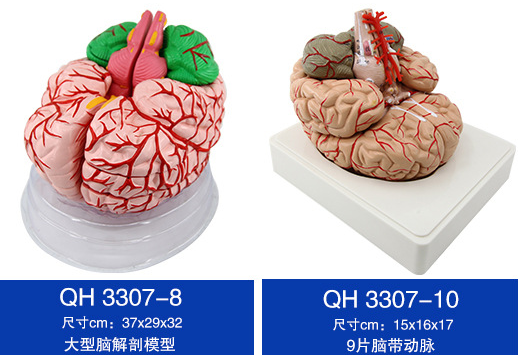 青华脑解剖模型自然大 脑生物教学演示科教仪器沟裂叶回 小脑蚓 小脑半脑 小脑上动脉 小脑下动脉详情1