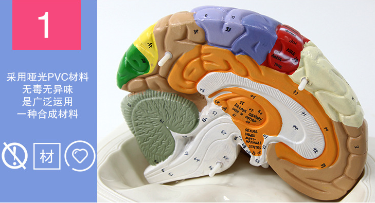 青华脑解剖模型自然大 脑生物教学演示科教仪器沟裂叶回 小脑蚓 小脑半脑 小脑上动脉 小脑下动脉详情14