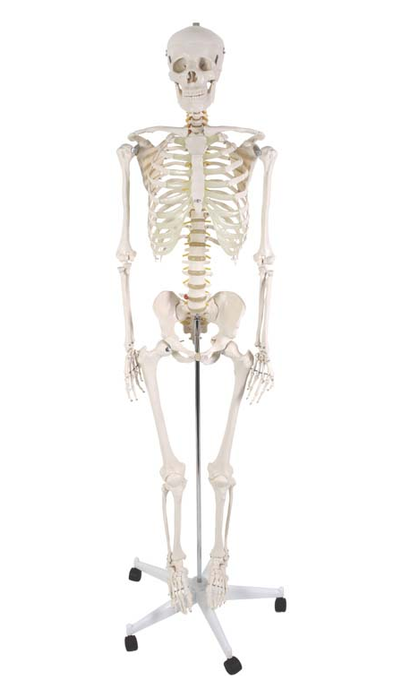 人体模型人体骨骼骨骼模型生物模型教学用品教学仪器骷髅骨架仿真人体骨骼详情7