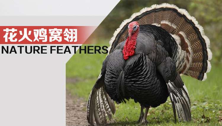 厂价直销20-25厘米天然色相框摆饰装饰羽毛花火鸡花窝翎灰黑色详情图6
