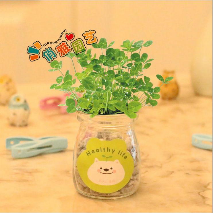迷你植物盆栽