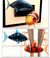 遥控飞鱼充氦气鲨鱼小丑鱼 电动产品图