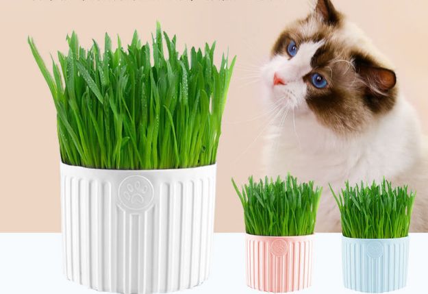 去毛球助消化猫草外贸