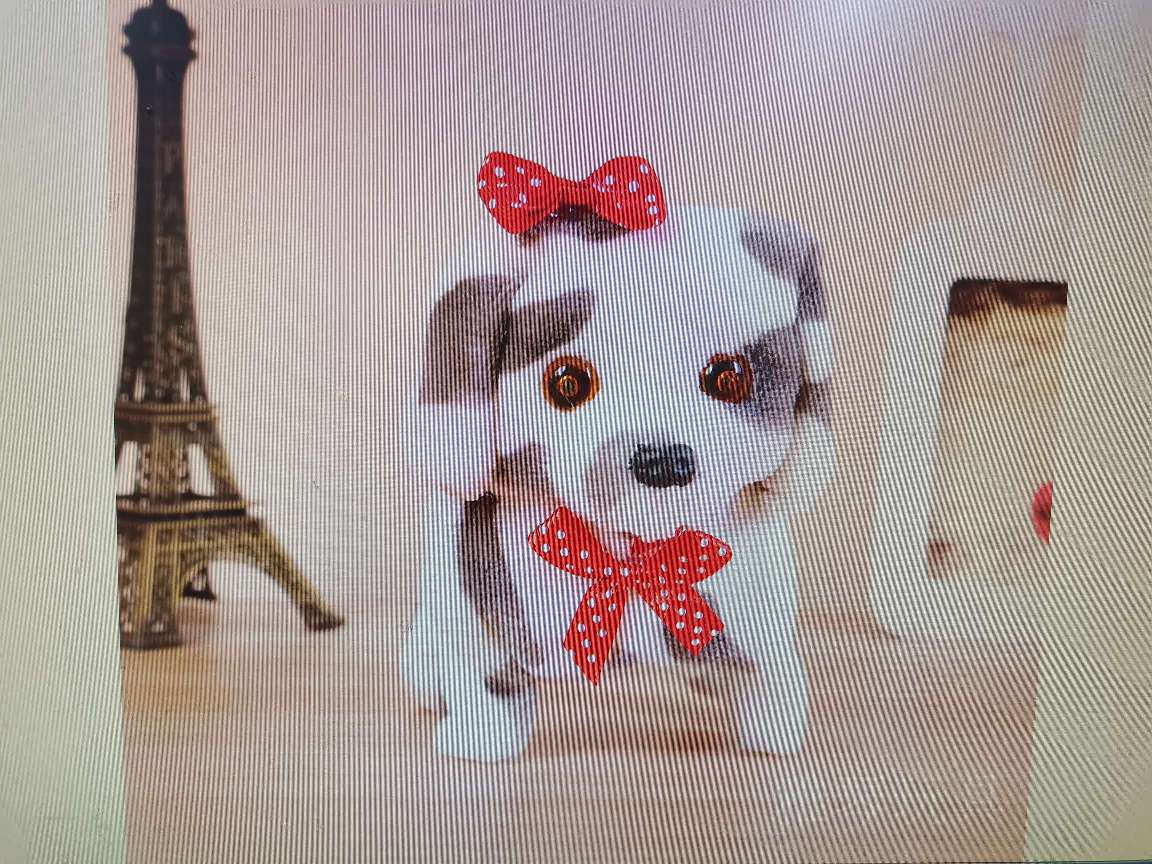 毛绒玩具电动儿童玩具斑点小狗眼睛带灯光带叫声摇尾巴地摊热卖厂家直销详情图6