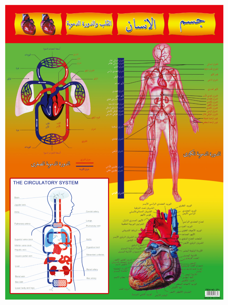 لوحات حائطية حائطية لقراءة القراءة والكتابة تحمل الحروف الأبجدية الجدارية باللغة الانكليزية detail image 13