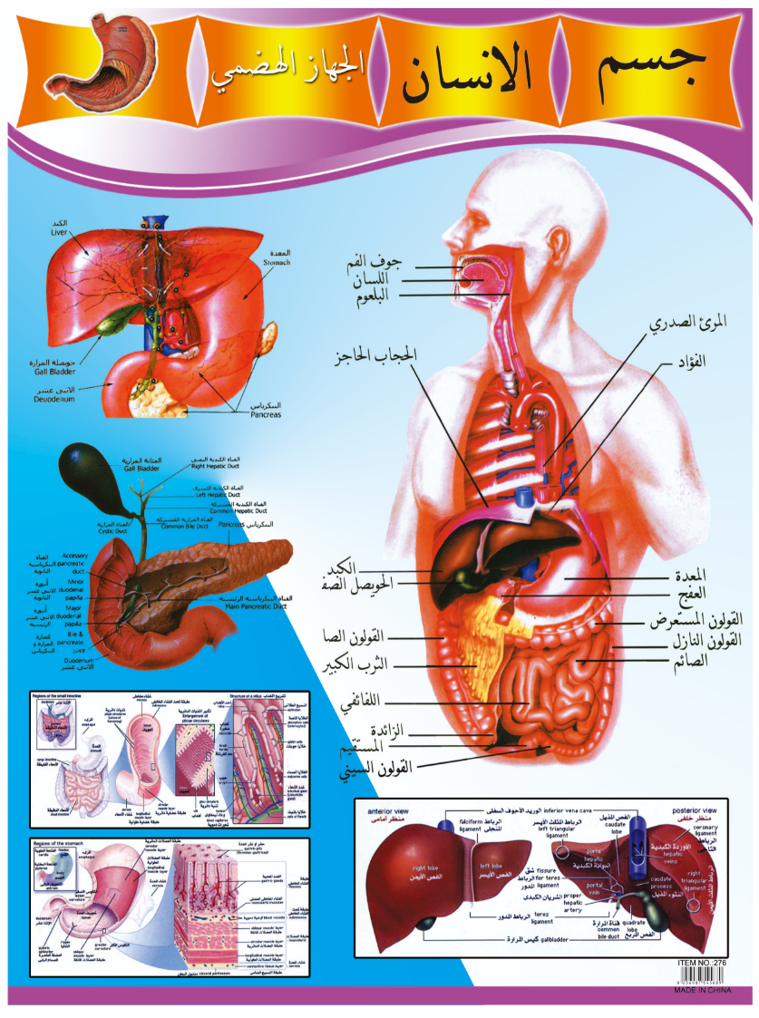 لوحات حائطية حائطية لقراءة القراءة والكتابة تحمل الحروف الأبجدية الجدارية باللغة الانكليزية detail image 16
