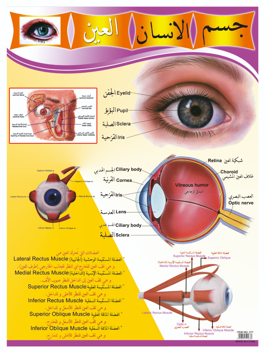 لوحات حائطية حائطية لقراءة القراءة والكتابة تحمل الحروف الأبجدية الجدارية باللغة الانكليزية detail image 15
