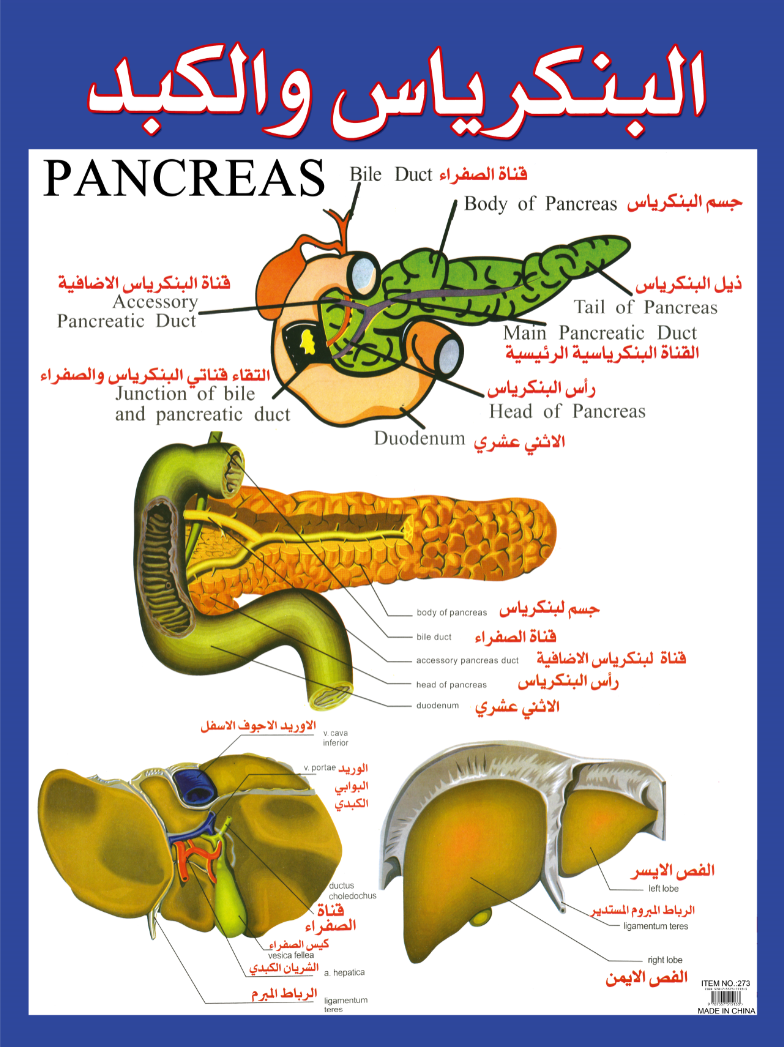 لوحات حائطية حائطية لقراءة القراءة والكتابة تحمل الحروف الأبجدية الجدارية باللغة الانكليزية detail image 14