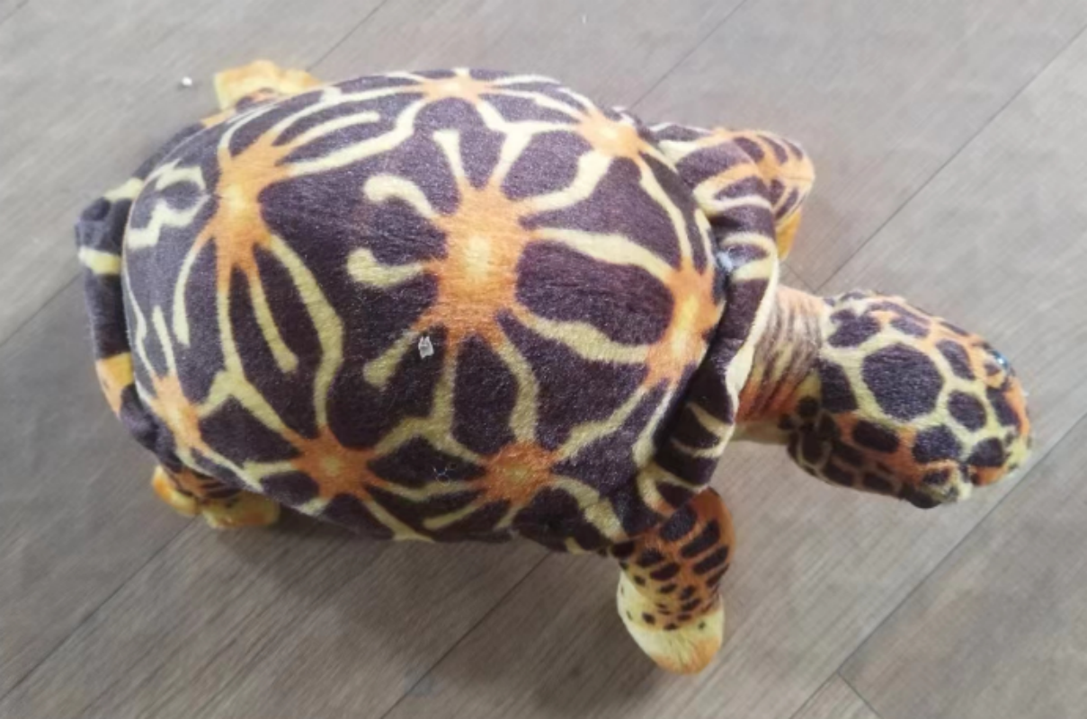 The new plush toy is a realistic Brazilian land turtle details Picture