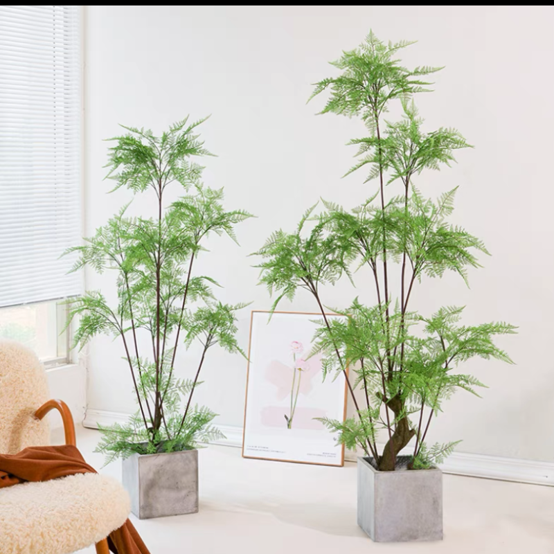 盆景实物图