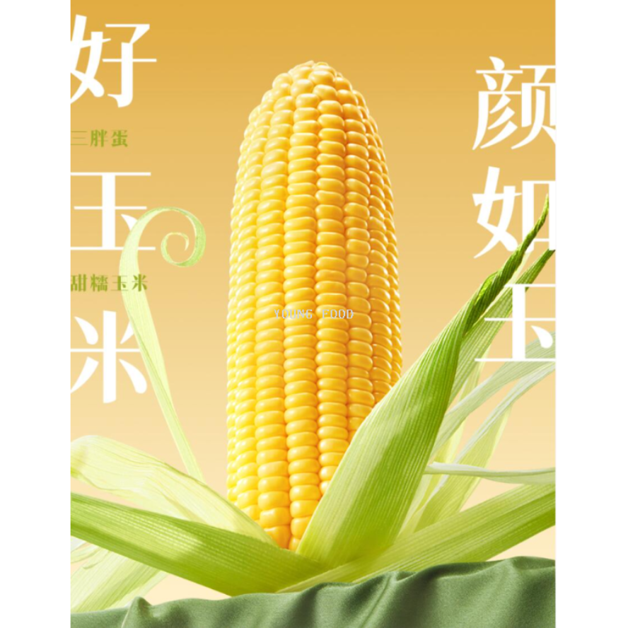 批发包邮！三胖蛋甜糯新鲜玉米棒真空锁鲜包装加热即食1.82kg产品图