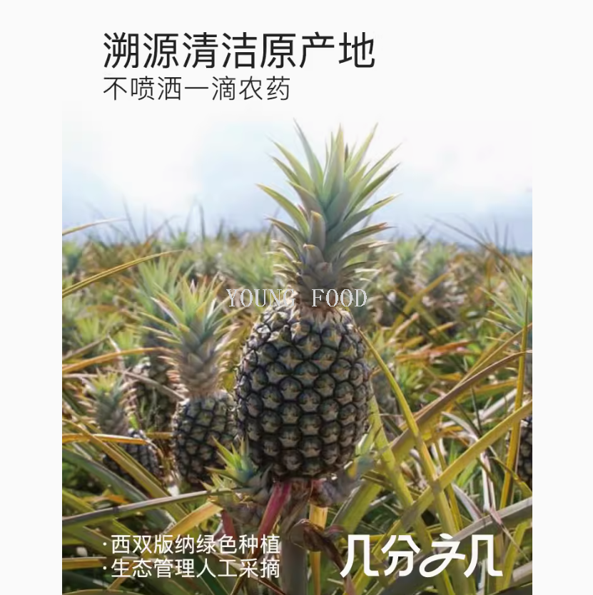 批发包邮100%非蜜饯非糖盐腌制果干 金钻凤梨干100克 水果干零食详情6