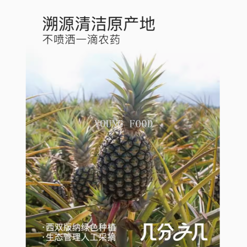 批发包邮100%非蜜饯非糖盐腌制果干 金钻凤梨干100克 水果干零食细节图