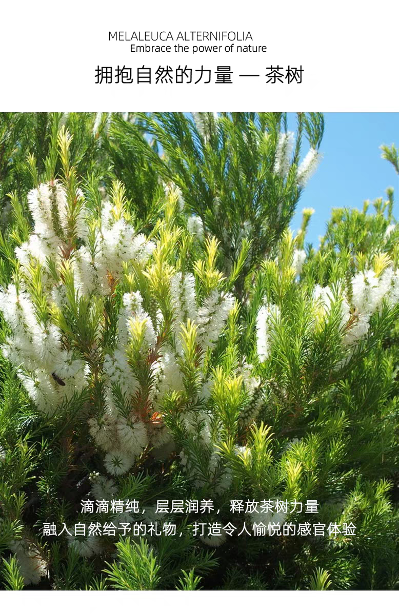 Australian imported Oliviam Tea Tree Essence Hand Cream 50ml Plant extract gentle moisturizing hand care moisturizing and nourishing detail image 5