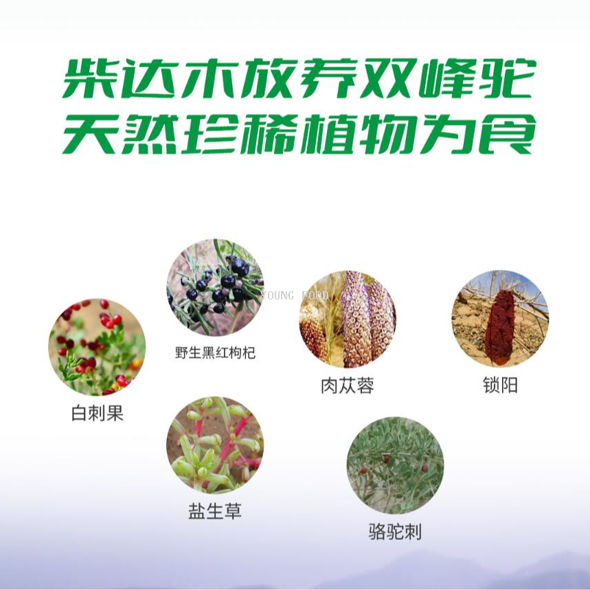 原料奶粉实物图