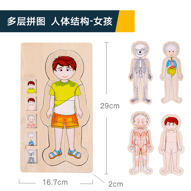 Yiwu Good Goods onshine Multi-layer Puzzle for Boys and Girls, Human Body structure, Children's Intelligence, Wooden Play, Early Education and Benefit Toys -1001/2725 undefined